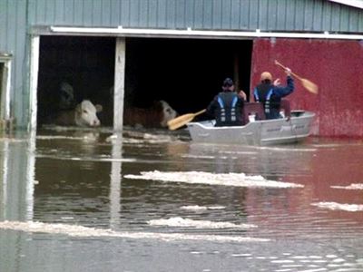 Rescurers pull cattle from a flooded barn