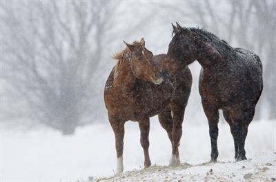 Horses huddle together near Fredericton, Jan 2